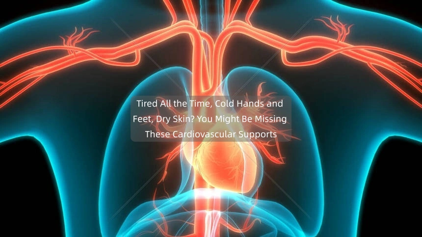 Tired All the Time, Cold Hands and Feet, Dry Skin? You Might Be Missing These Cardiovascular Supports